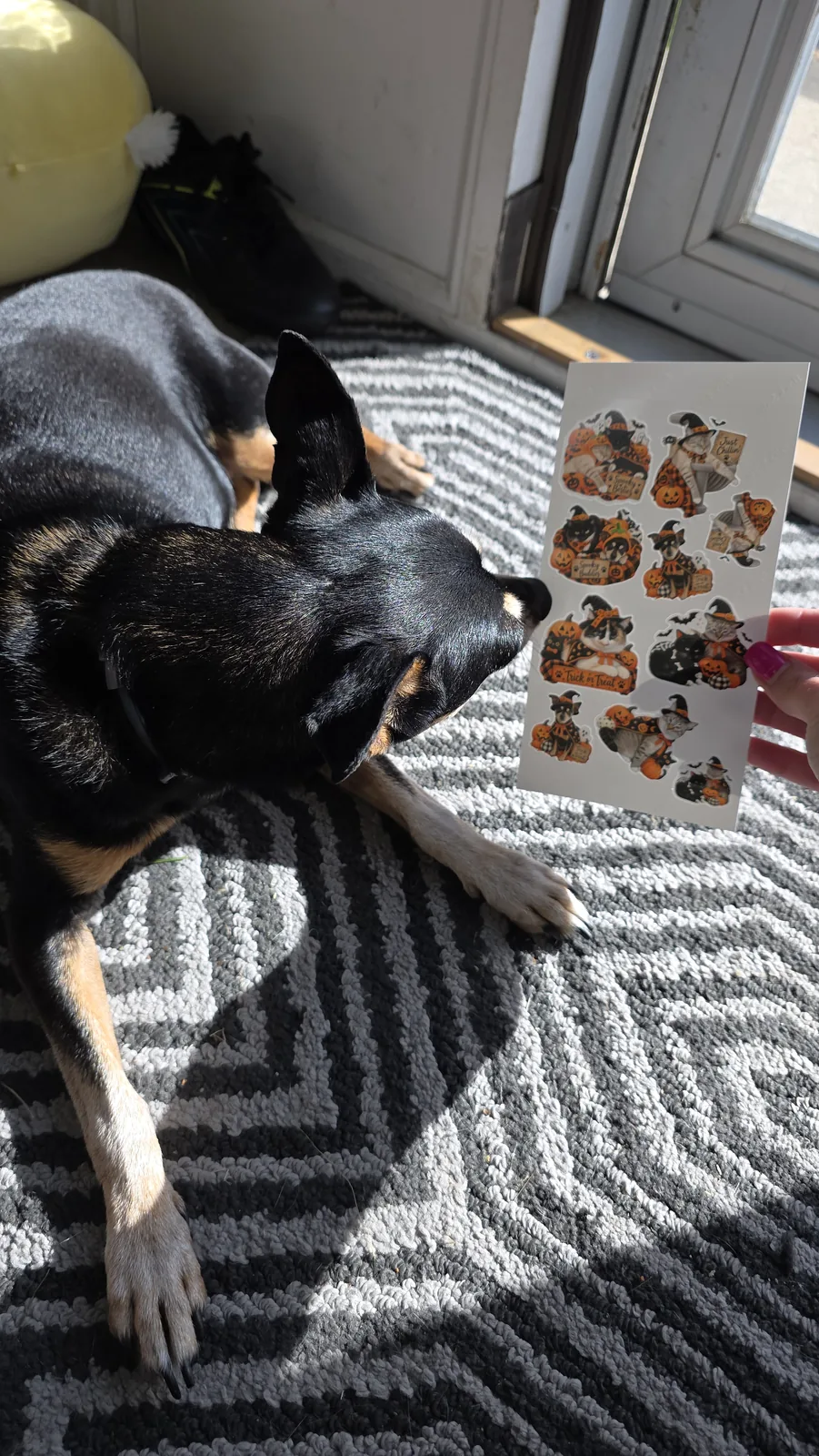 Dog next to custom Halloween pet stickers made with Cricut StickerPix